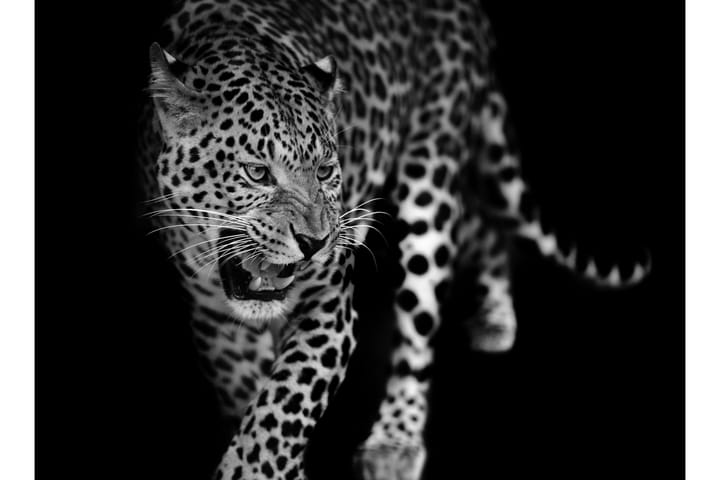 Canvas Leopard 70x100 cm - Art Link - Sisustustuotteet - Seinäkoristeet - Canvas-taulut