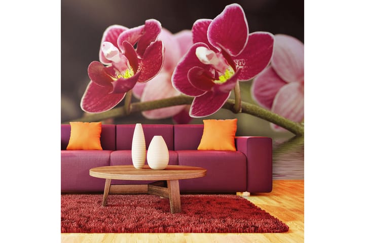 Valokuvatapetti Kauniita Orkidean kukkia vedessä 450x270 - Saatavana useassa koossa - Sisustustuotteet - Tapetit - Valokuvatapetit