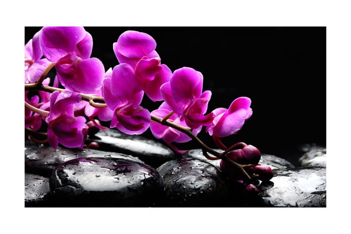 Valokuvatapetti Rento hetki Orkidea ja kiviä 450x270 - Saatavana useassa koossa - Sisustustuotteet - Tapetit - Valokuvatapetit
