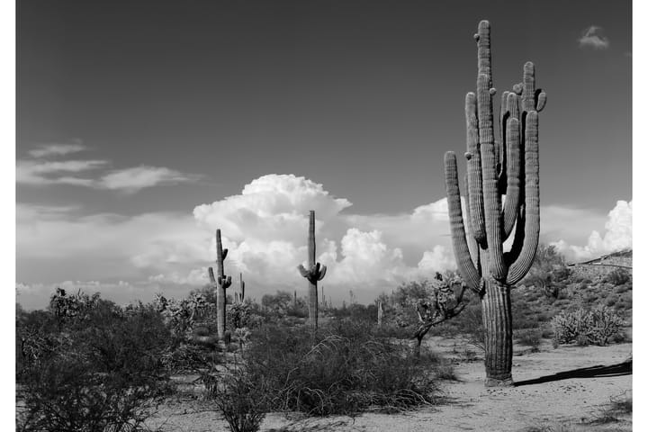 Canvas Cactus 70x100 cm - Art Link - Sisustustuotteet - Taulut & taide - Canvas-taulut