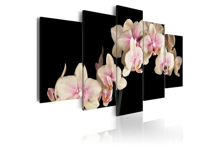 Taulu An Orchid On A Contrasting Background 100x50 - Artgeist sp. z o. o. - Sisustustuotteet - Taulu & taide - Canvas-taulu