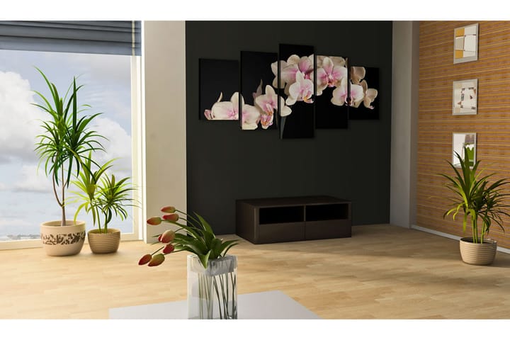 Taulu An Orchid On A Contrasting Background 100x50 - Artgeist sp. z o. o. - Sisustustuotteet - Taulu & taide - Canvas-taulu