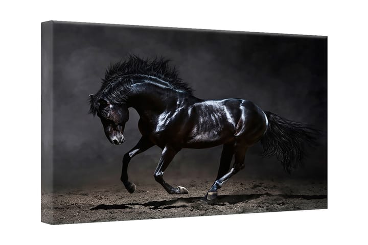 Taulu Canvas Hopea Black Horse - 75x100 cm - Sisustustuotteet - Taulut & taide