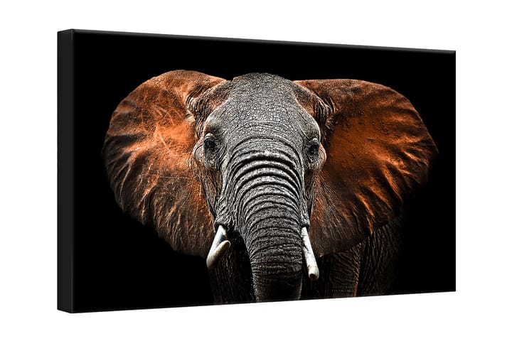 Taulu Canvas Hopea Red Elephant - 75x100 cm - Sisustustuotteet - Taulut & taide - Canvas-taulut