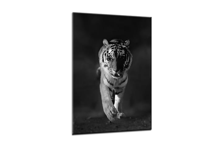 Taulu Canvas Tiger - 50x70 cm - Sisustustuotteet - Taulut & taide - Canvas-taulut