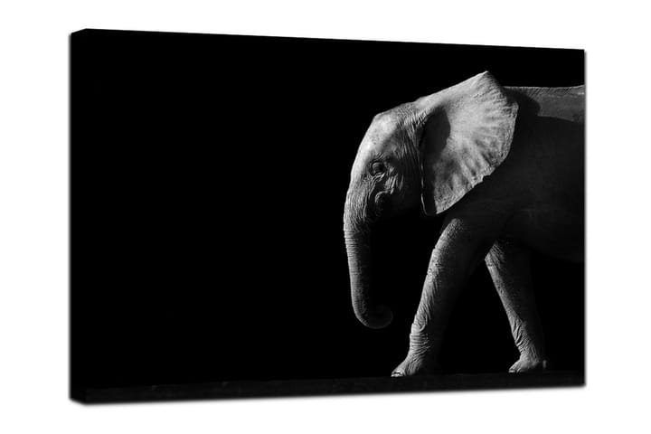 Taulu Elephant Black - 75x100 canvas - Sisustustuotteet - Taulut & taide - Canvas-taulut
