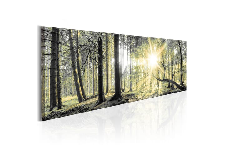 Taulu Morning Forest 150x50 - Artgeist sp. z o. o. - Sisustustuotteet - Taulut & taide - Canvas-taulut