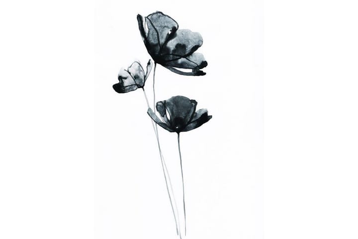 Black Flower Watercolour Maalaus Valkoinen - 50x70 cm - Sisustustuotteet - Taulu & taide - Juliste - Kasvi juliste