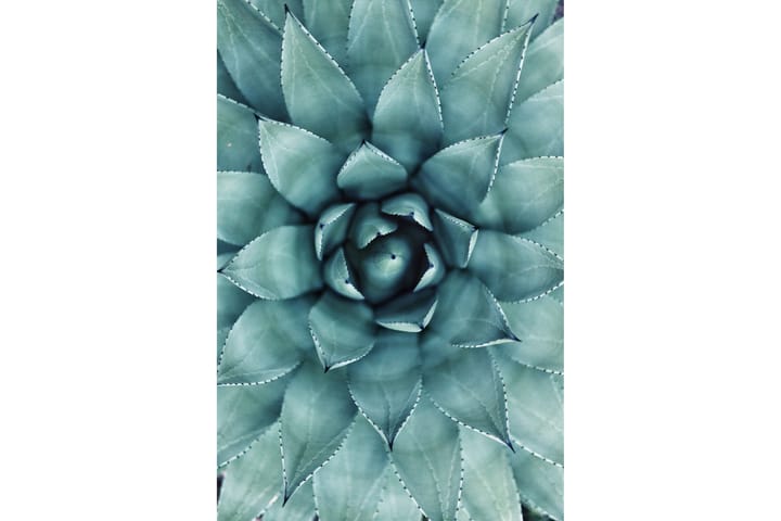 Juliste Green Cactus - 50x70cm - Sisustustuotteet - Taulut & taide - Julisteet