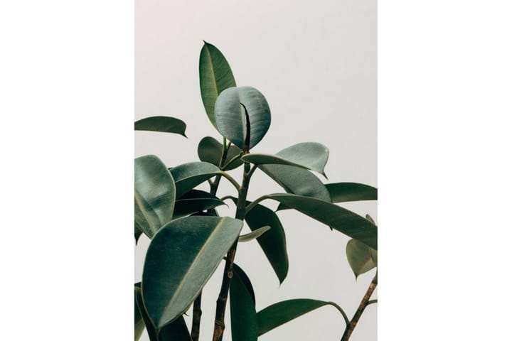 Juliste Green Plant - 50x70cm - Sisustustuotteet - Taulut & taide - Julisteet