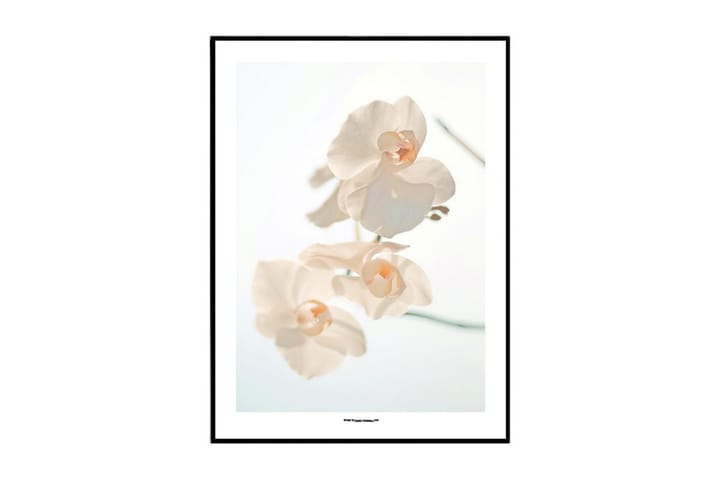 Juliste White Moth Orchid - Saatavilla useita kokoja - Sisustustuotteet - Taulut & taide - Julisteet