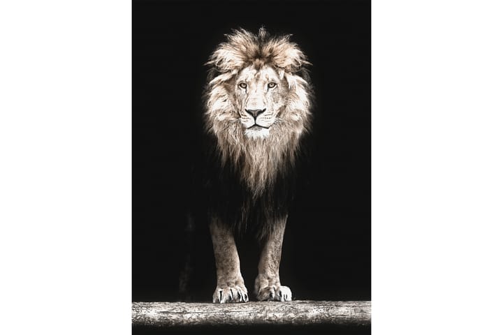 Majestic Lion In Black Kuva Beige/Harmaa/Musta - 50x70 cm - Sisustustuotteet - Taulu & taide - Juliste