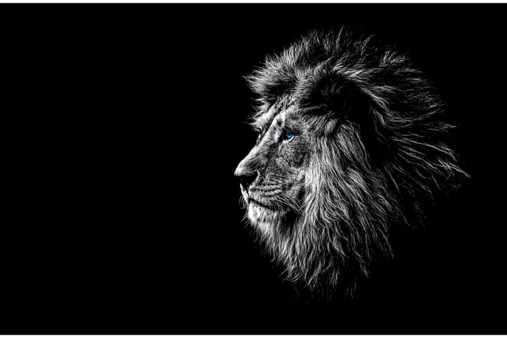 Majestic Lion With Piercing Blue Eyes Kuva Musta/Harmaa - 120x60 cm - Sisustustuotteet - Taulu & taide - Canvas-taulu