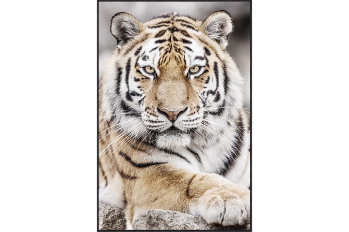 Akryylitaulu Tiger 80x120 cm - Monivärinen - Sisustustuotteet - Taulu & taide